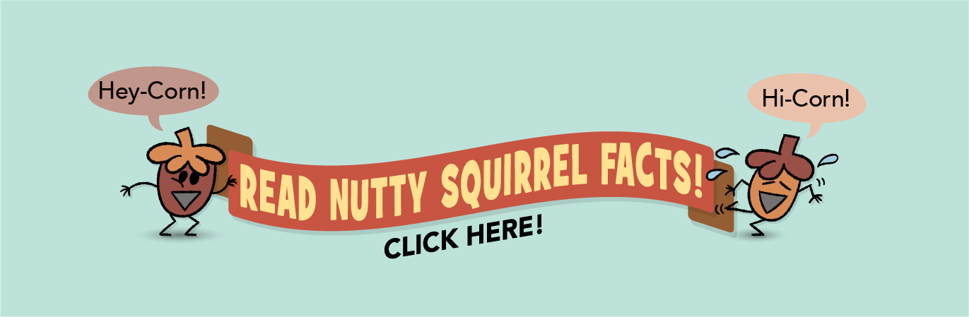 Read Nutty Squirrel Facts